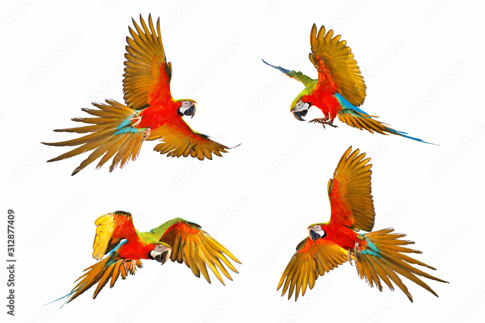 Set of Harlegquin macaw isolated in white background. Set of Harlegquin macaw isolated in white background.