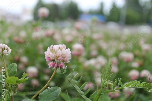 flower in the garden