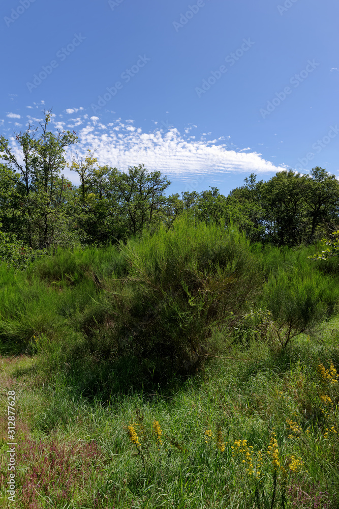 Fototapeta premium Orléans forest in the Sologne country