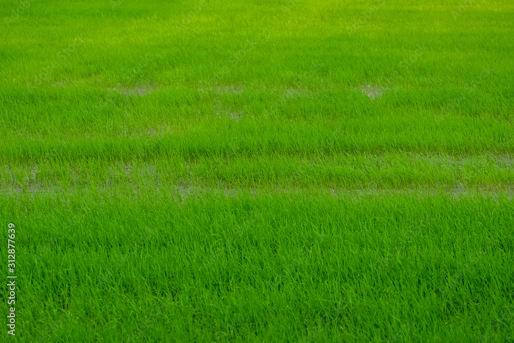 Fototapeta premium Green fresh rice plant on the field background.