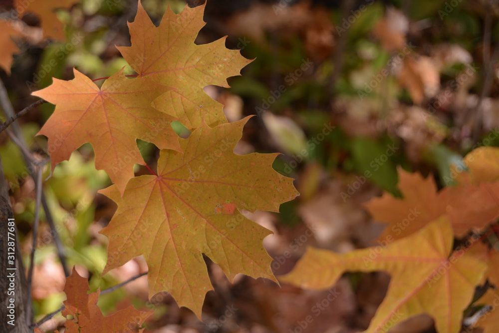 Fototapeta premium maple leaves in autumn