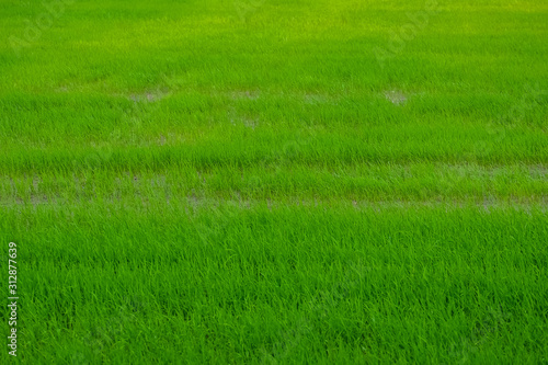 Green fresh rice plant on the field background.