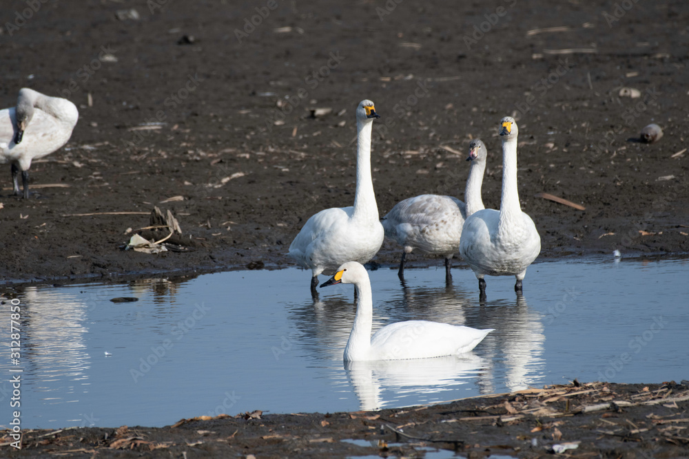 Whistling swans in Lake Tatara of Gunma prefecture, Japan Whistling swans in Lake Tatara of Gunma prefecture, Japan
