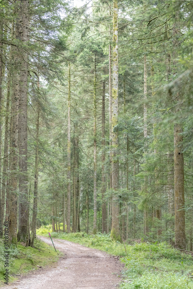 Fototapeta premium dirt path bends in green summer fir woods. Black Forest, Germany