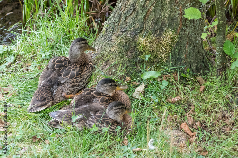 duck family in summer woods. Black Forest, Germany duck family in summer woods. Black Forest, Germany