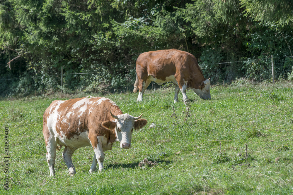 cows grazing in glade, near Betzweiler, Black Forest, Germany cows grazing in glade, near Betzweiler, Black Forest, Germany