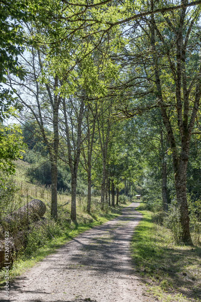 tree-lined dirt road, near Betzweiler, Black Forest, Germany tree-lined dirt road, near Betzweiler, Black Forest, Germany