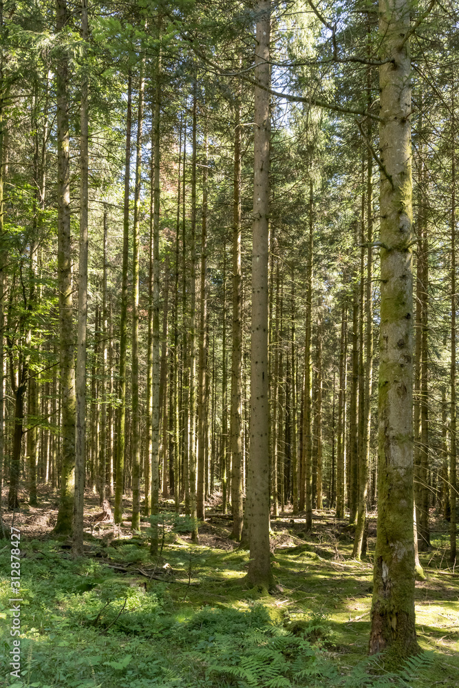 myriad of fir logs in summer woods, Black Forest, Germany myriad of fir logs in summer woods, Black Forest, Germany