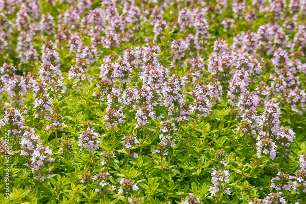 closeup of Thymus vulgaris - garden thyme plant in bloom with pink flowers
