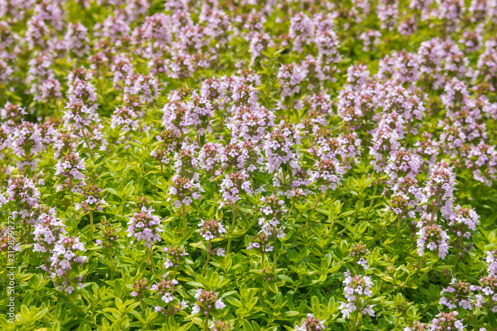 closeup of Thymus vulgaris - garden thyme plant in bloom with pink flowers closeup of Thymus vulgaris - garden thyme plant in bloom with pink flowers