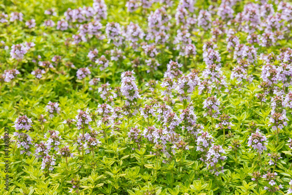 garden thyme background with purple flowers in bloom