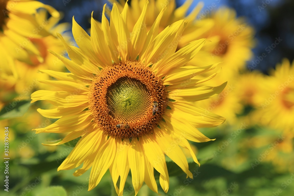 cute yellow Sunflower  with bee 