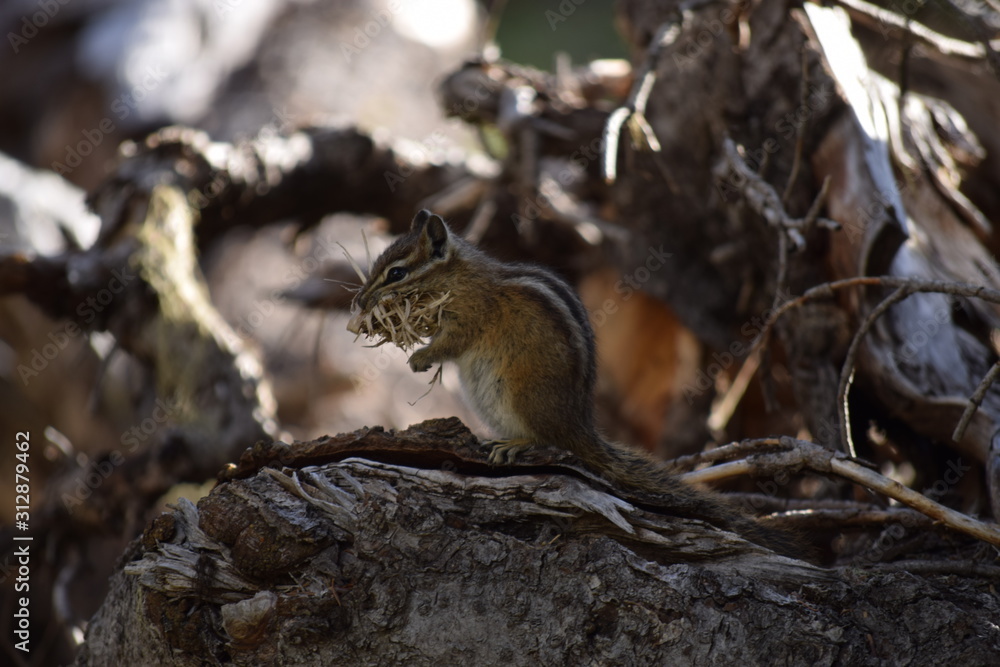 chipmunk on a tree