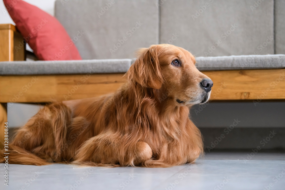 Golden retriever lying on the floor