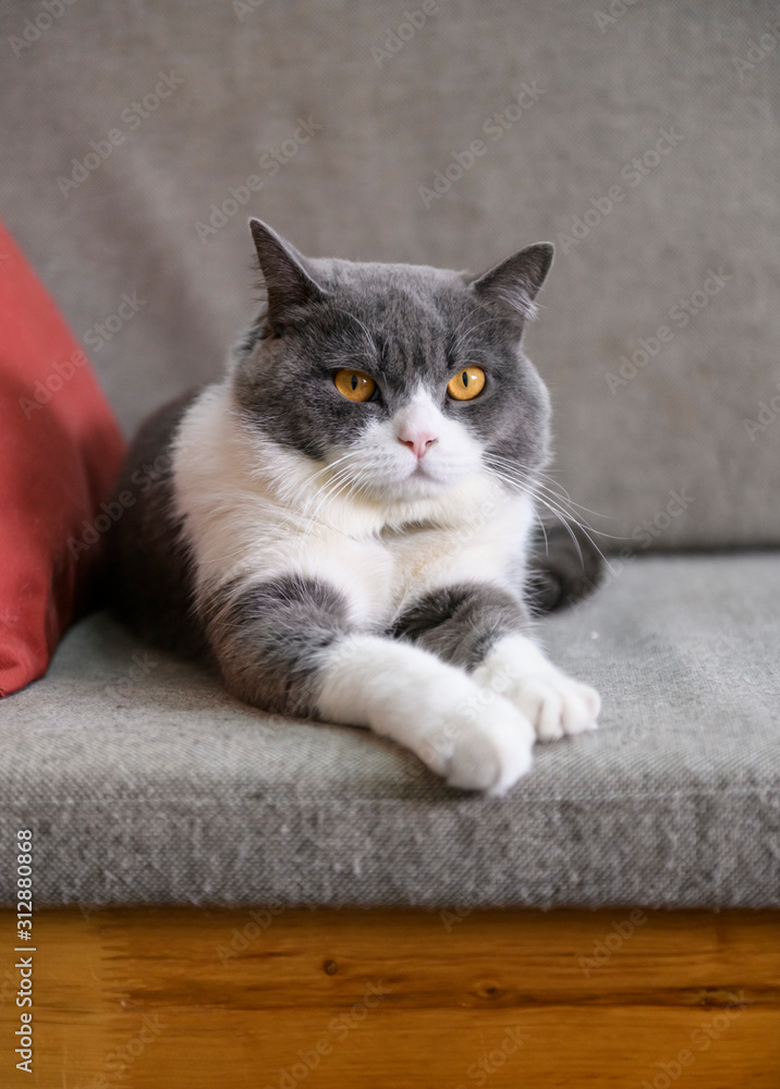 Obraz premium British shorthair cat lying on the sofa