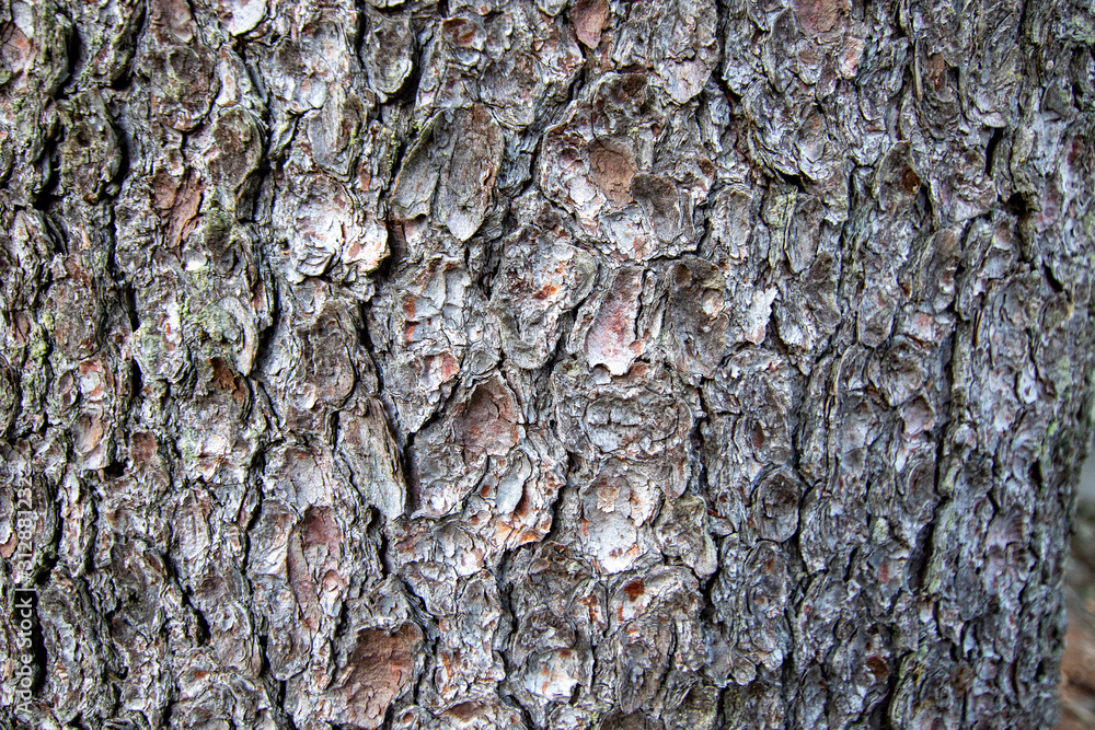 Tree bark texture Tree bark texture