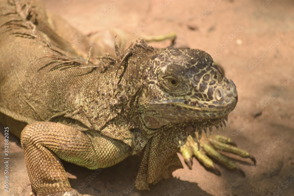 Fototapeta premium iguana on rock