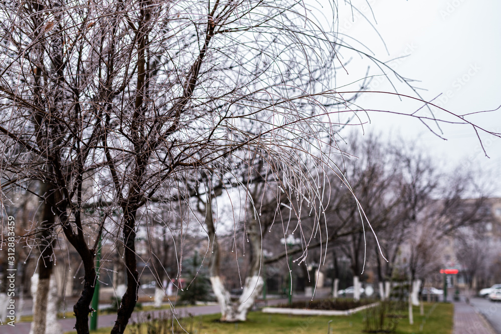 Fototapeta premium tree branches in ice. tree in ice. winter tree. new Year.