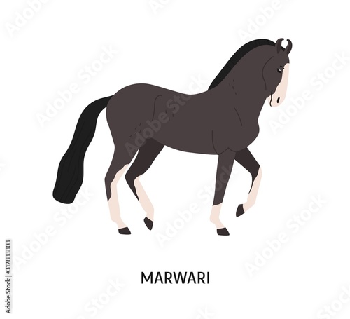 Marwari breed horse flat vector illustration