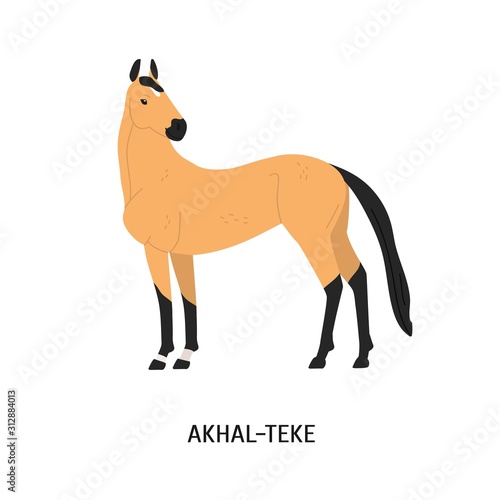 Akhal-Teke breed horse flat vector illustration