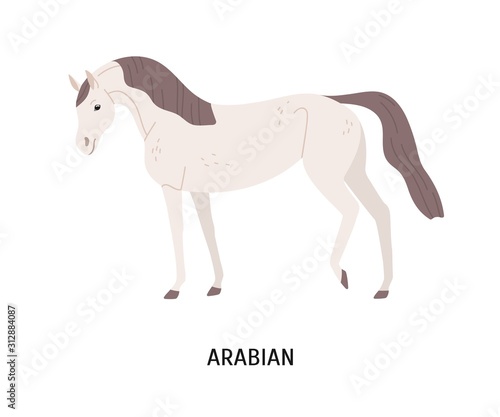 Arabian horse flat vector illustration