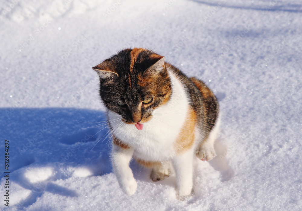 Domesticated cat playing and runs in snow in winter times. Beaming cat face with open mouth. Tongue out. Felis catus domesticus enjoy games in winter garden. Concept of relationship and love..