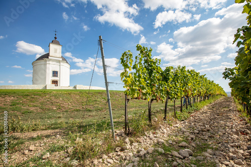 Vineyard around Tokaj, Tokaji Hungary Sarospatak region Hercegkut photo