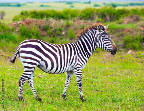  Charming young zebra graze