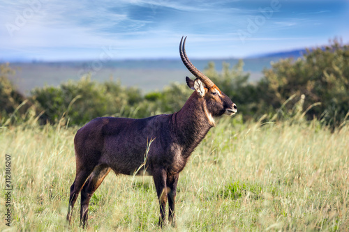The waterbuck - large strong antelope photo