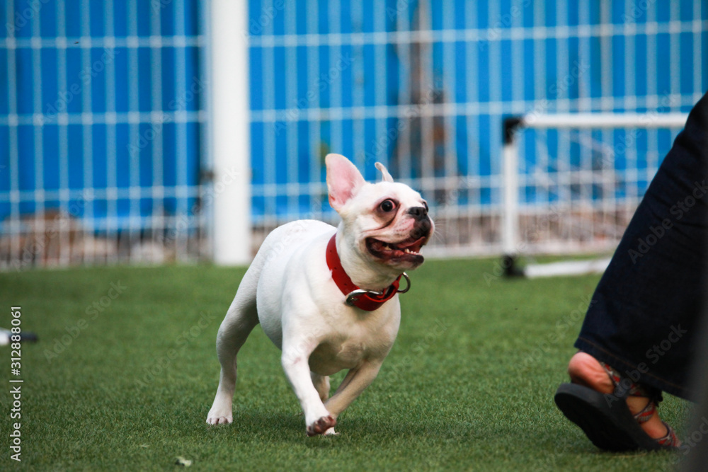 Happy puppies in a private playground