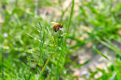 Beautiful Bee macro in green nature - Stock Image
