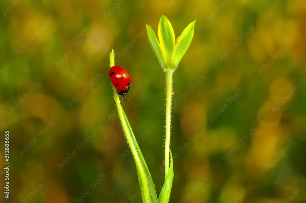 Beautiful ladybug on leaf defocused background Beautiful ladybug on leaf defocused background