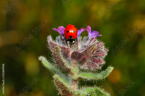 Beautiful ladybug on leaf defocused background