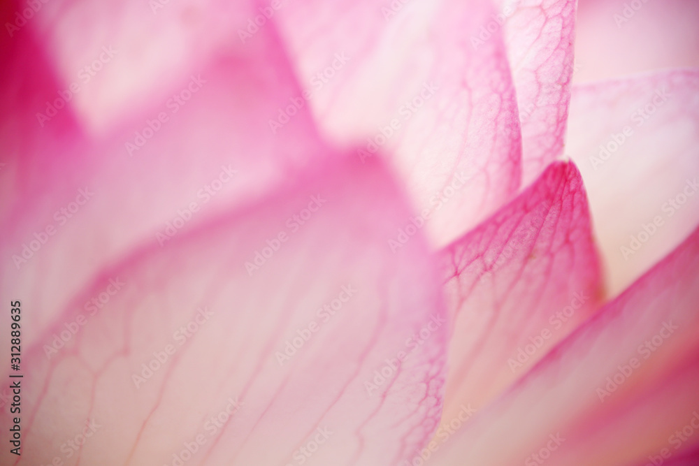 Close-up shot of a pink lotus flower petal, you can see the obvious texture lines