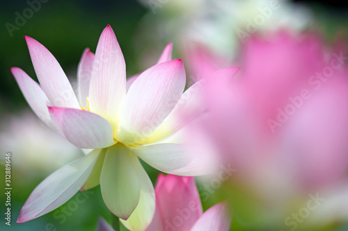 Beautiful pink lotus blooming in a garden pond
