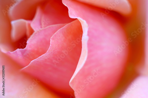 Close up shot of pink rose petals with clear texture