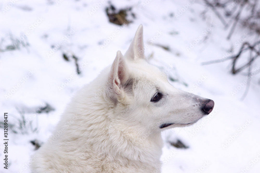 White dog West Siberian Laika husky sits in the snow and looks at a frozen forest White dog West Siberian Laika husky sits in the snow and looks at a frozen forest