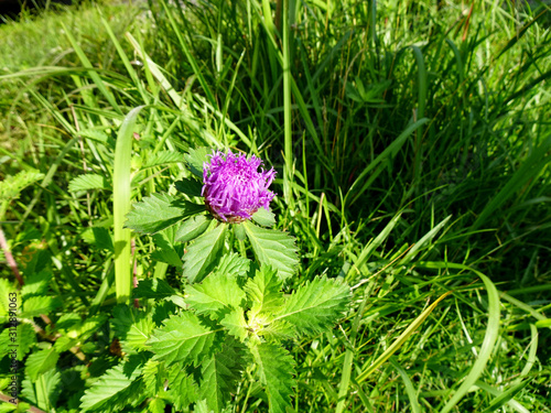 Centratherum flower blooming in the garden photo