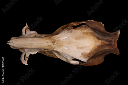 Isolated wild boar (Sus scrofa Linnaeus, 1758) male skull (dorsal view) on a black background
