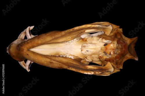 Isolated wild boar (Sus scrofa Linnaeus, 1758) male skull (ventral view) on a black background