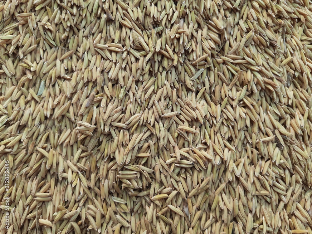 paddy after threshing.Background of  paddy . after that its will go to rice mill to separate some  matter and make white milled rice .