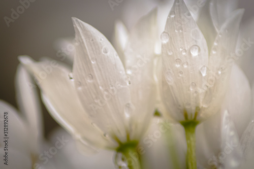 Fototapeta Naklejka Na Ścianę i Meble -  White Flowers 