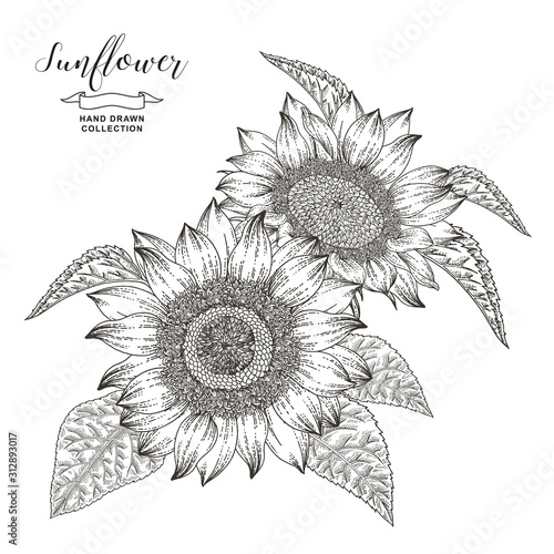 Hand drawn sunflowers isolated on white background. Autumn flower composition. Oil plants. Vector illustration botanical. Vintage engraving style. Black and white.
