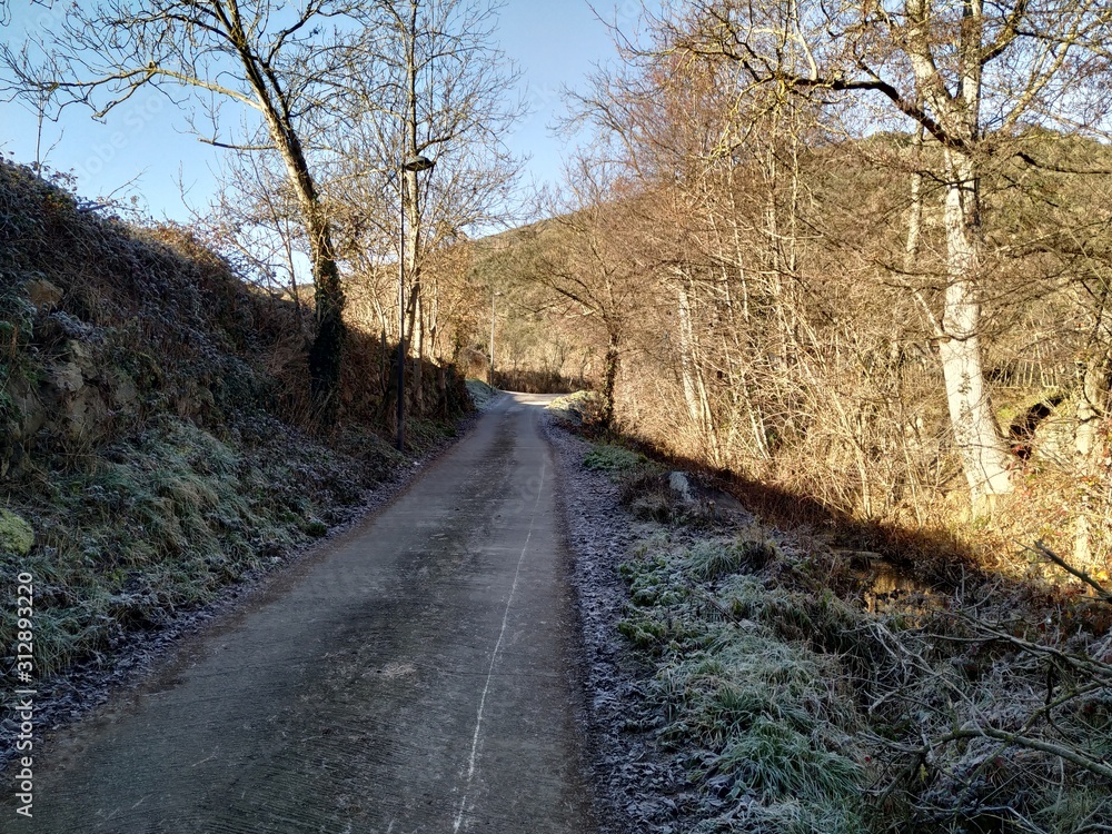 Fototapeta premium road in the forest with light contrast
