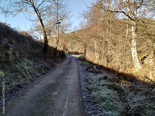 road in the forest with light contrast