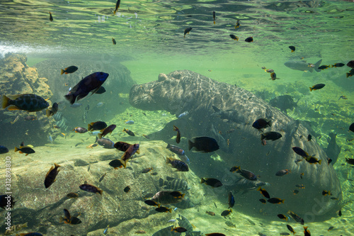 low water hippo of the river