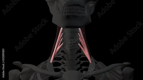 Scalene Neck Muscles