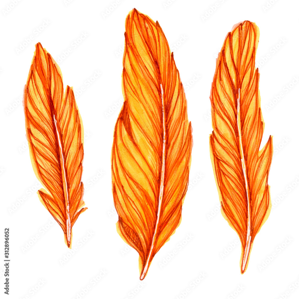 This illustration depicts a set of bird orange feathers drawn by hand with alcohol markers and liners and isolated on a white background. This illustration depicts a set of bird orange feathers drawn by hand with alcohol markers and liners and isolated on a white background.