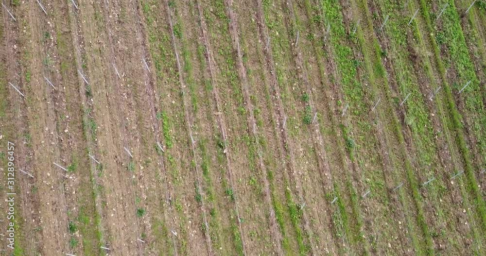 Italian vineyard in winter from above, aerial forward shot high angle Italian vineyard in winter from above, aerial forward shot high angle