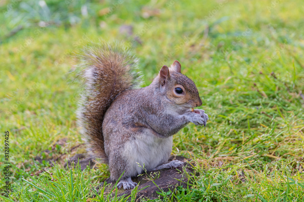 squirrel eating nut in Green Park London UK squirrel eating nut in Green Park London UK